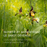 le sabot de vénus nutritif et antioxydant